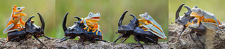 Illustration for article titled Can this picture of a frog riding a beetle be real or is it fake?